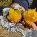 焼き芋は石で焼くとすごーく甘くなる！バーベキューをした後に試してみて♪