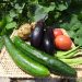 初めてでも失敗しない夏野菜は？簡単な育て方を教えます　